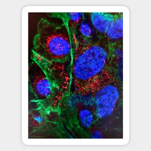 Cell biology art - nucleus and mitochondria - immune histology fluorescence Sticker